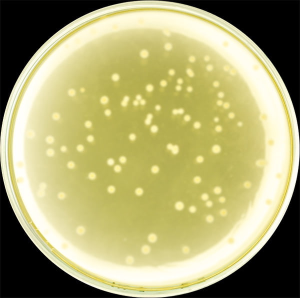 <span lang='EN'>standard light - colony counter</span>