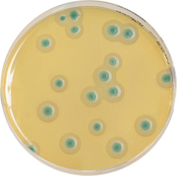 Boite de Petri Biokar