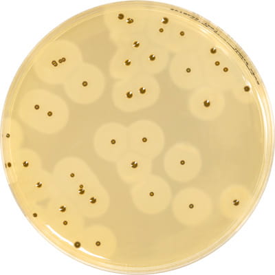 Boite de Petri Biokar