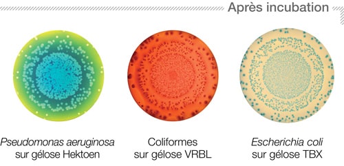 Ensemencement mode cercle partie 2