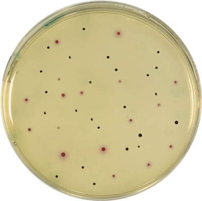 Boite de Petri Biokar