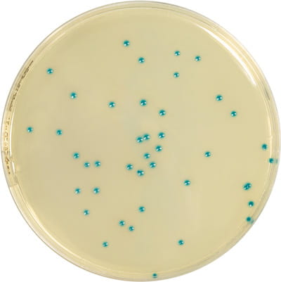 Boite de Petri Biokar