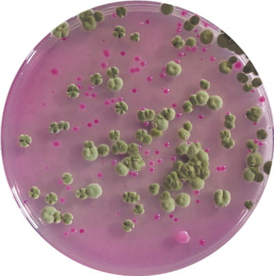 Boite de Petri Biokar