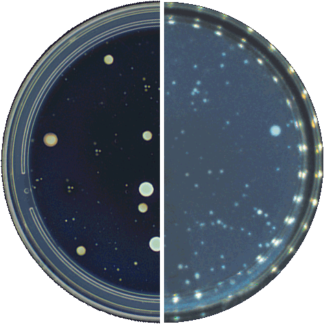 Artifact-free illumination of colonies