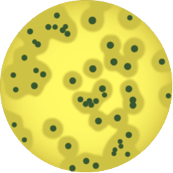 Scan Ai, milieu Compass Listeria Biokar