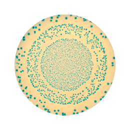 Colony counting - Circle