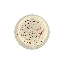 Colony counting - Filtration membranes