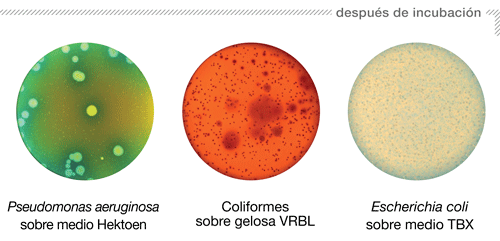 Siembra - Modo en Masa - pieza 2 ES