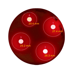 <span lang='fr'>Pastilles sur gélose au sang</span>