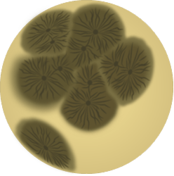 Scan Ai Mobia, Classification des moisissures