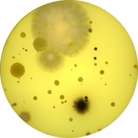 Levures moisissures YM agar