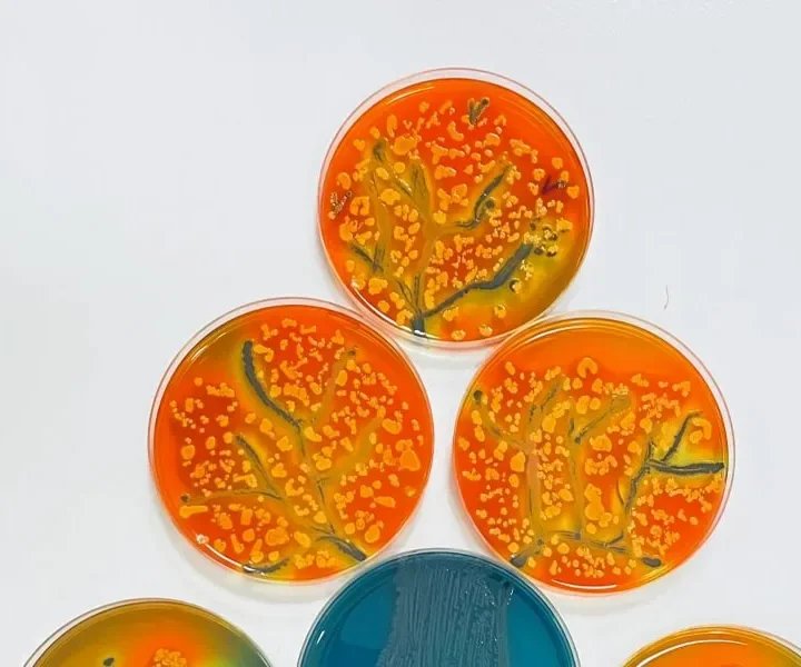 Nous soutenons le concours Agar'Art