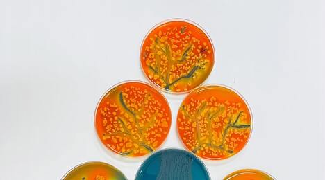 インターサイエンス Agar'Art (アガーアート) を支援