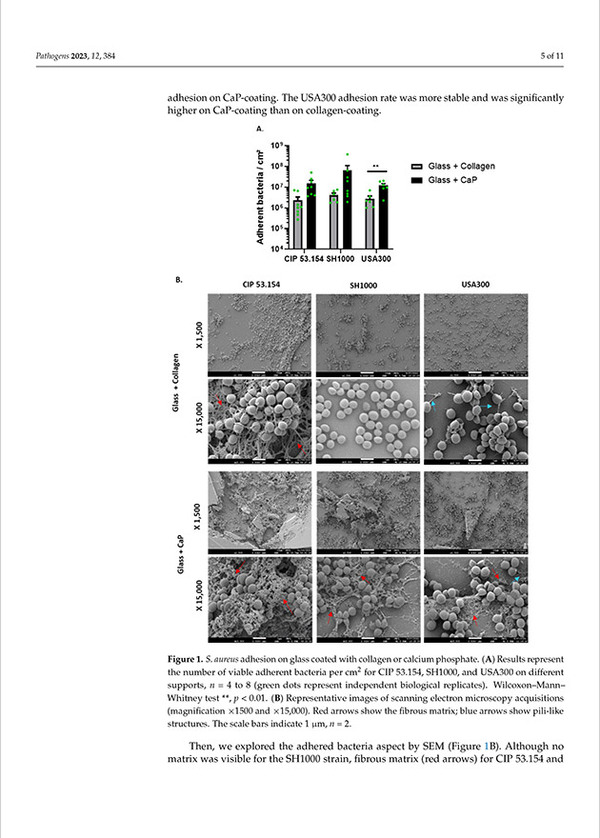 Staphylococcus aureus Behavior on Artificial Surfaces Mimicking Bone Environment
